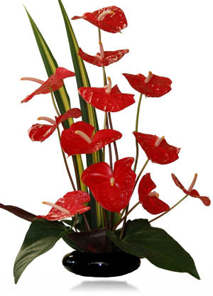 Paradise Pride Deluxe